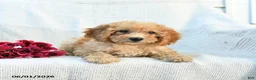 Mini Goldendoodle dogs for sale: Mckenzie - Ad 7