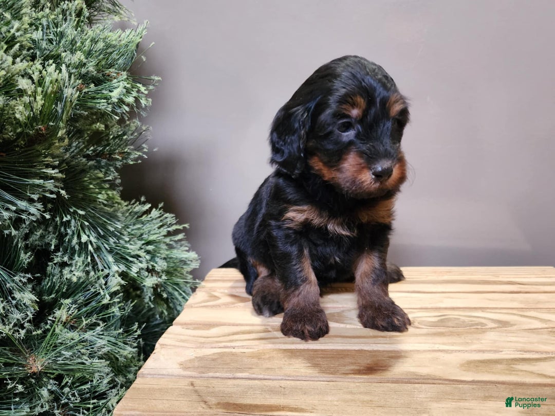Mini Bernedoodle dogs for sale: Donner - Ad 4