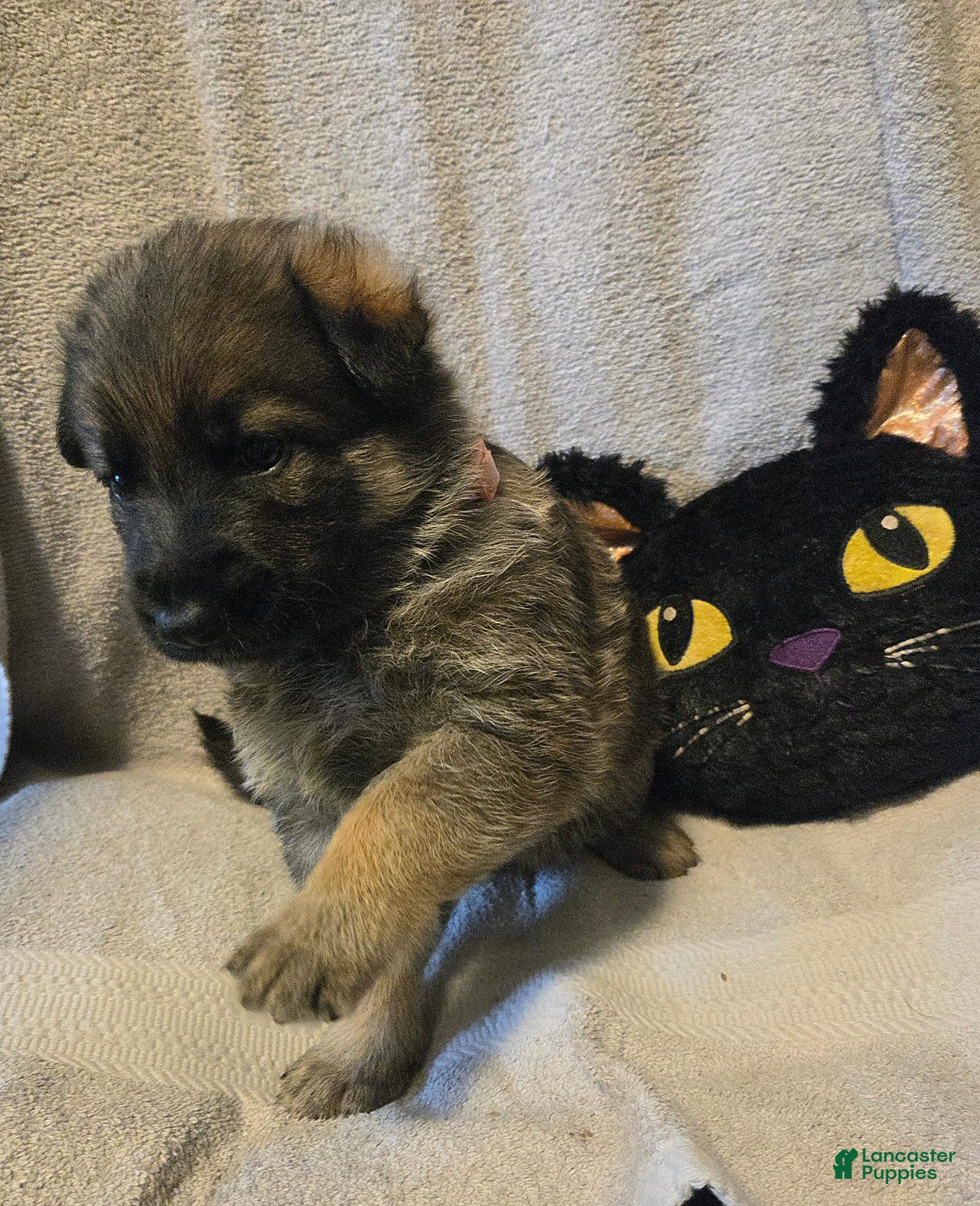 German Shepherd dogs Holly - Ad 2