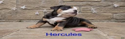 English Bulldog dogs for sale: Hercules - Ad 3