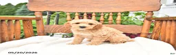 Mini Goldendoodle dogs for sale: Ryan - Ad 4