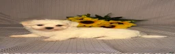 Maltese dogs for sale: Freddy  - Ad 4