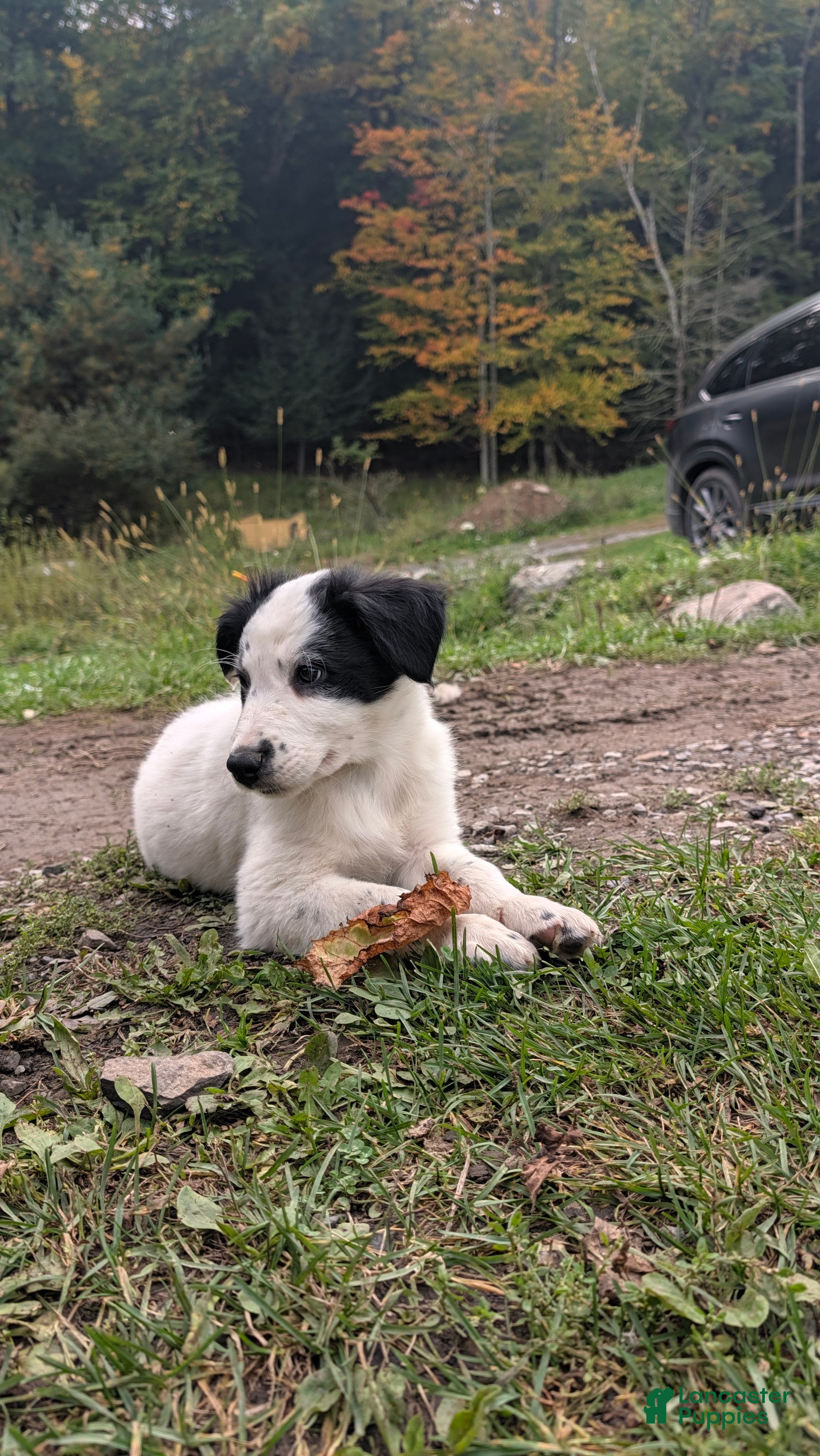 Mixed Breed dogs Badger - Ad 1