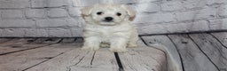 Morkie dogs for sale: Jack frost - Ad 2