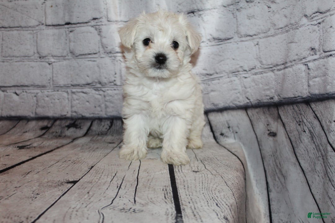Morkie dogs for sale: Jack frost - Ad 2