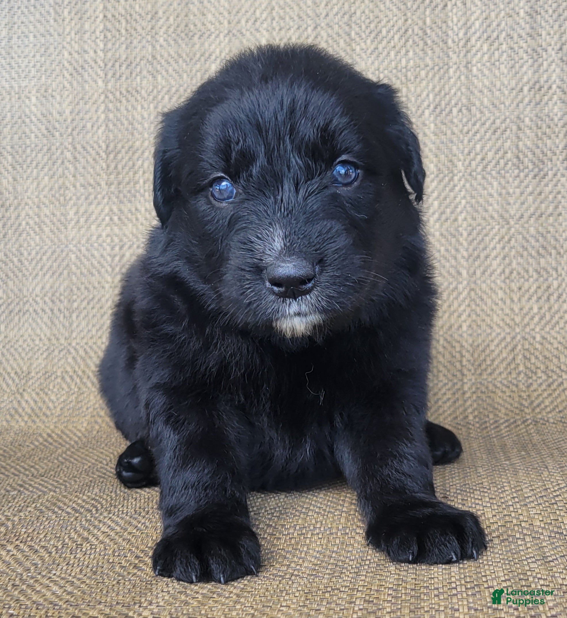 Australian Shepherd dogs Trixie - Ad 1