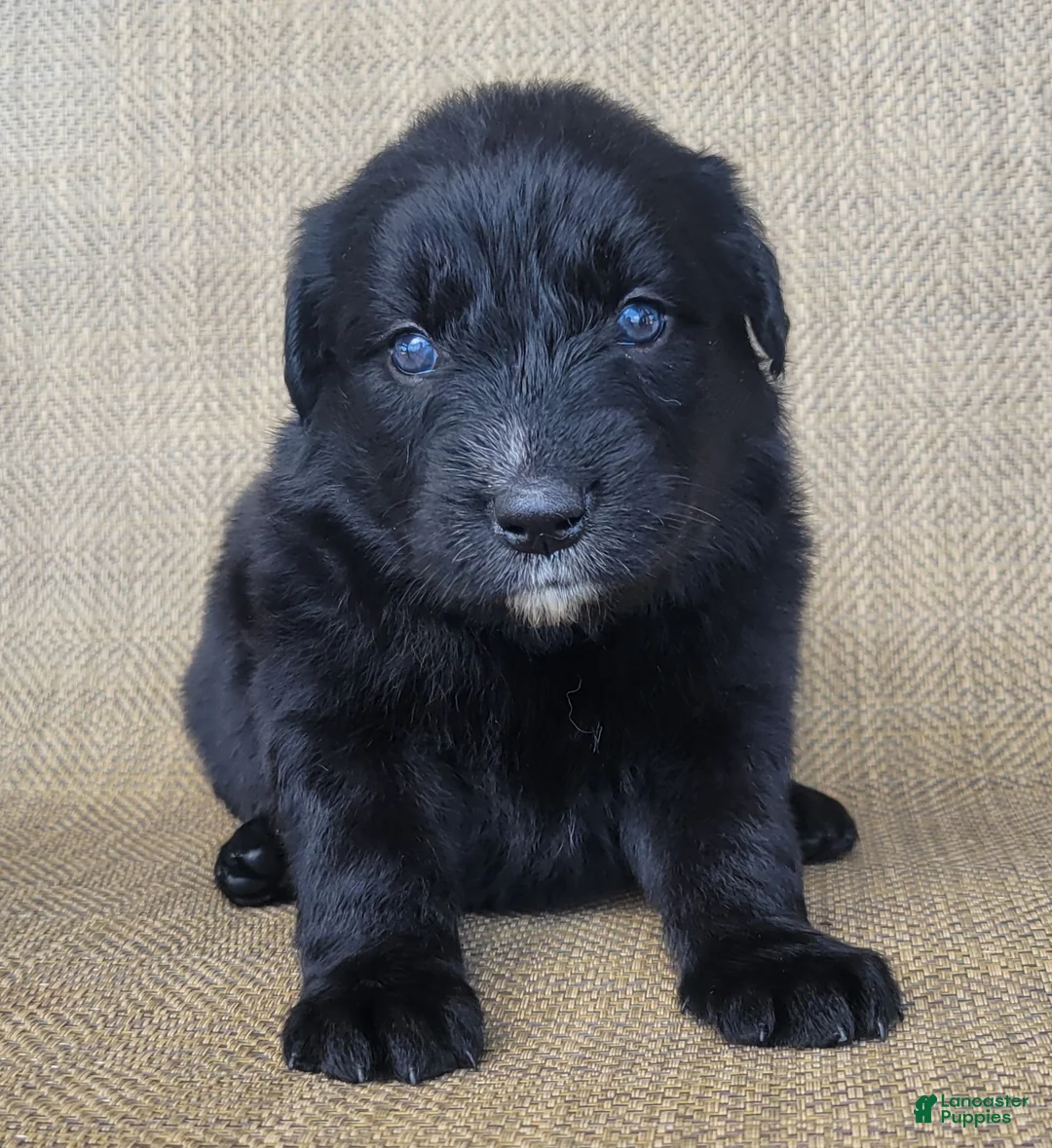 Australian Shepherd dogs for sale: Trixie - Ad 1