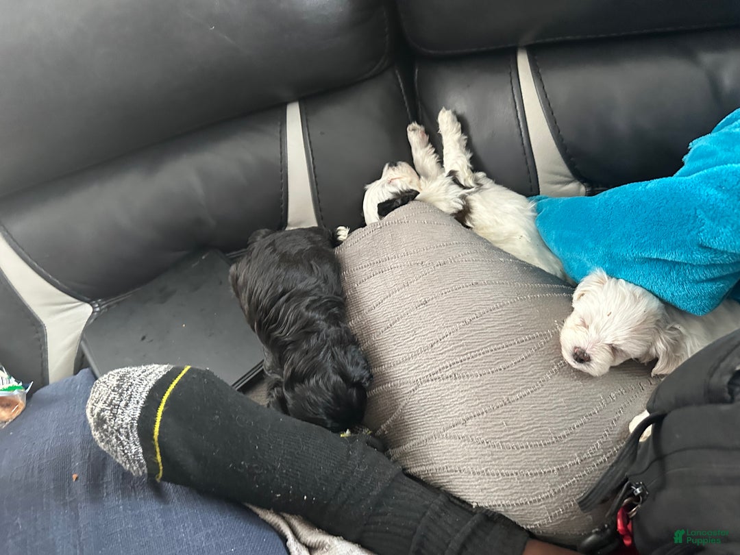 Shihpoo dogs for sale: Shihpoo Puppy 2 - Ad 2