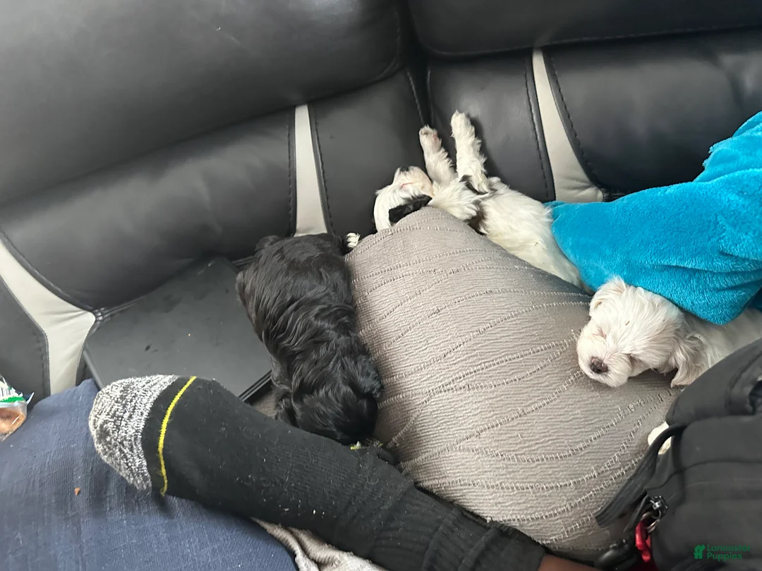 Shihpoo dogs for sale: Shihpoo Puppy 2 - Ad 2