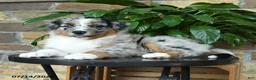Australian Shepherd dogs for sale: Miley - Ad 4