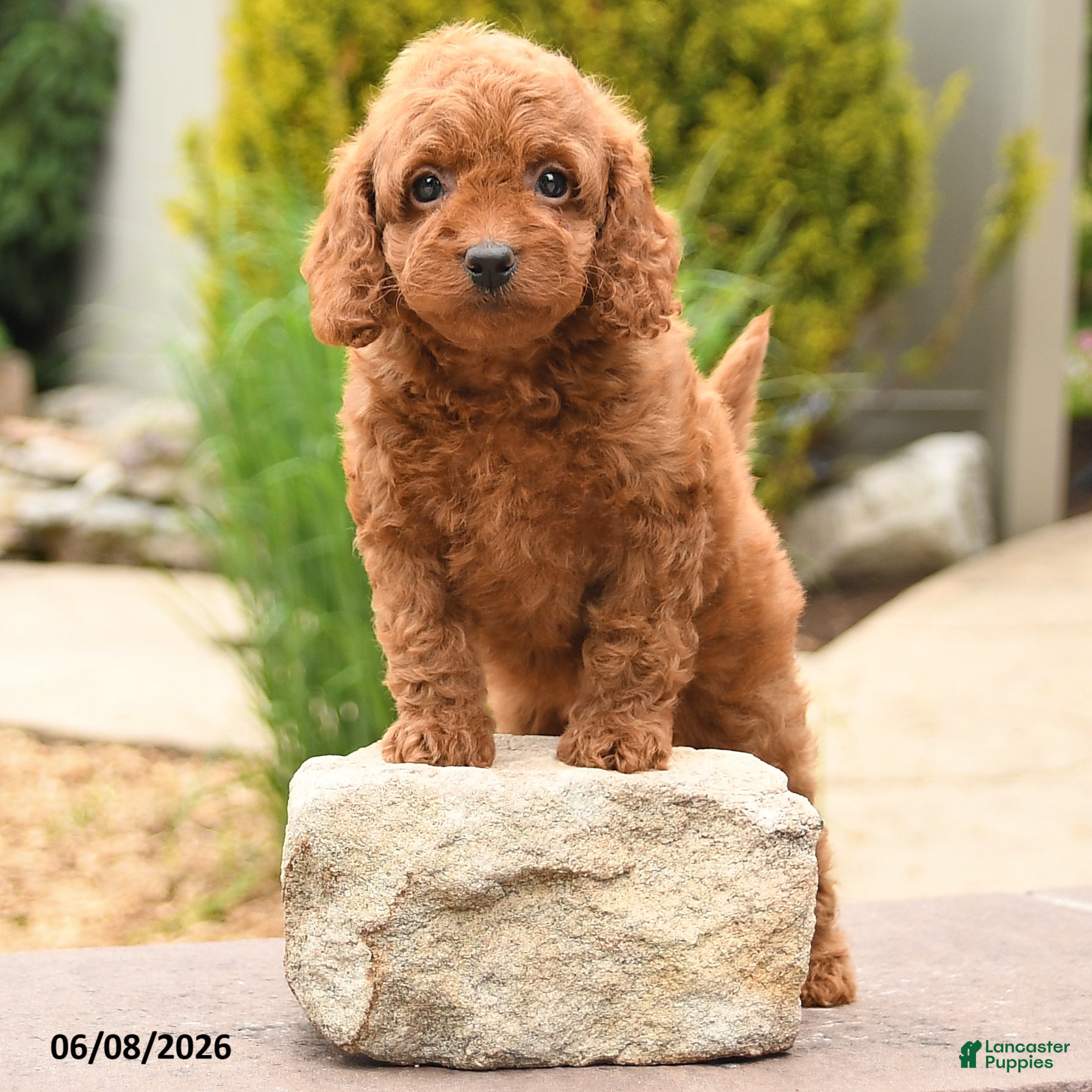 Miniature Poodle dogs Ellie - Ad 2