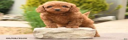 Miniature Poodle dogs for sale: Ellie - Ad 2