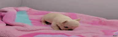 French Bulldog 7