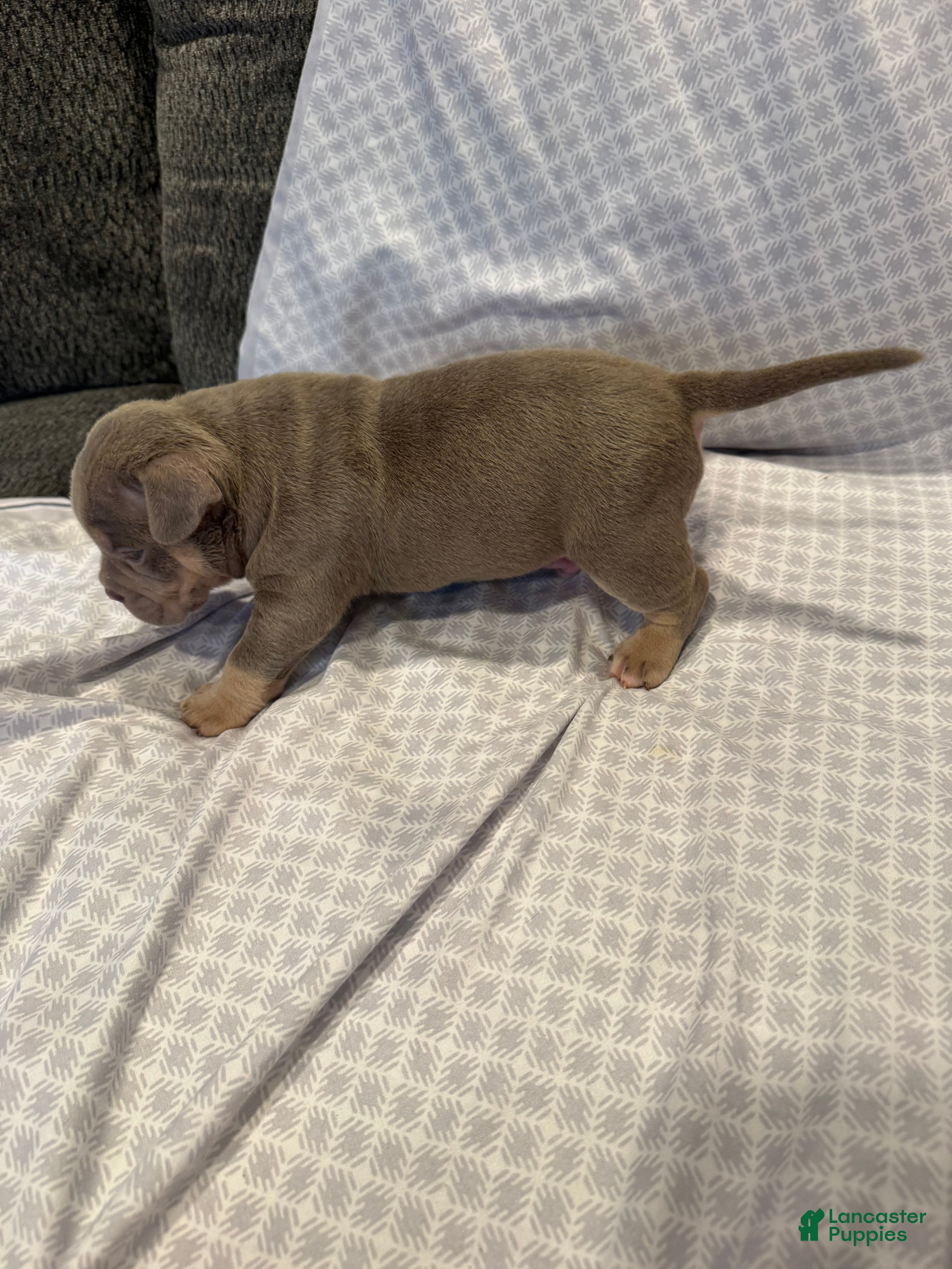 American Bully dogs American Bully Puppy 5 - Ad 2