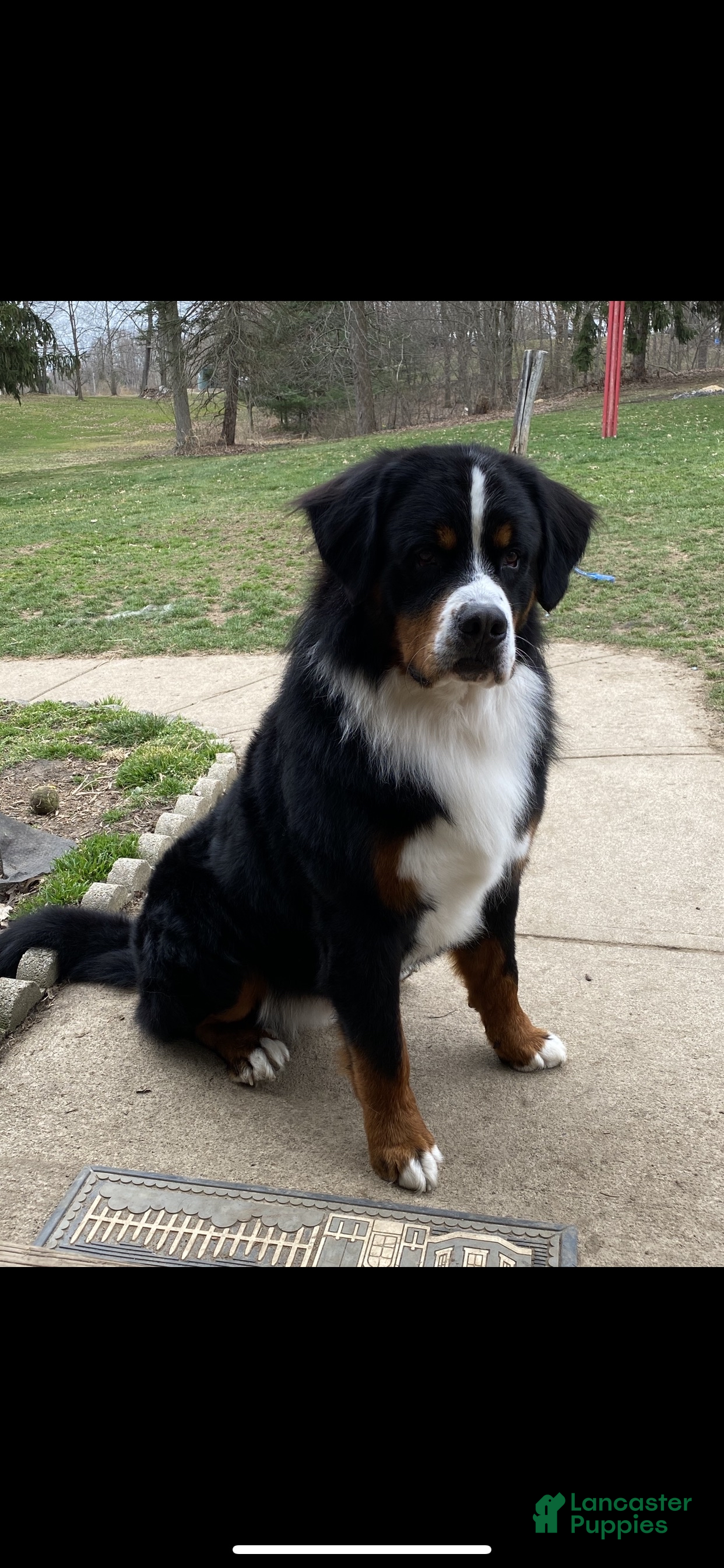 Bernese Mountain Dog dogs Winston - 7 ( STUD ) PICK OF THE LITTER - Ad 2