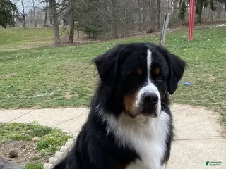 Bernese Mountain Dog dogs Winston - 7 ( STUD ) PICK OF THE LITTER - Ad 2