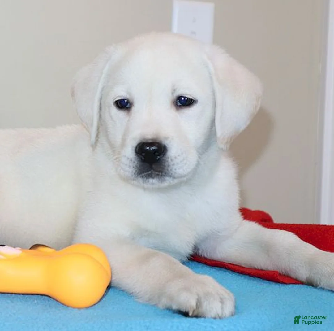 Labrador Retriever dogs for sale: Captain Champ lines - Ad 2