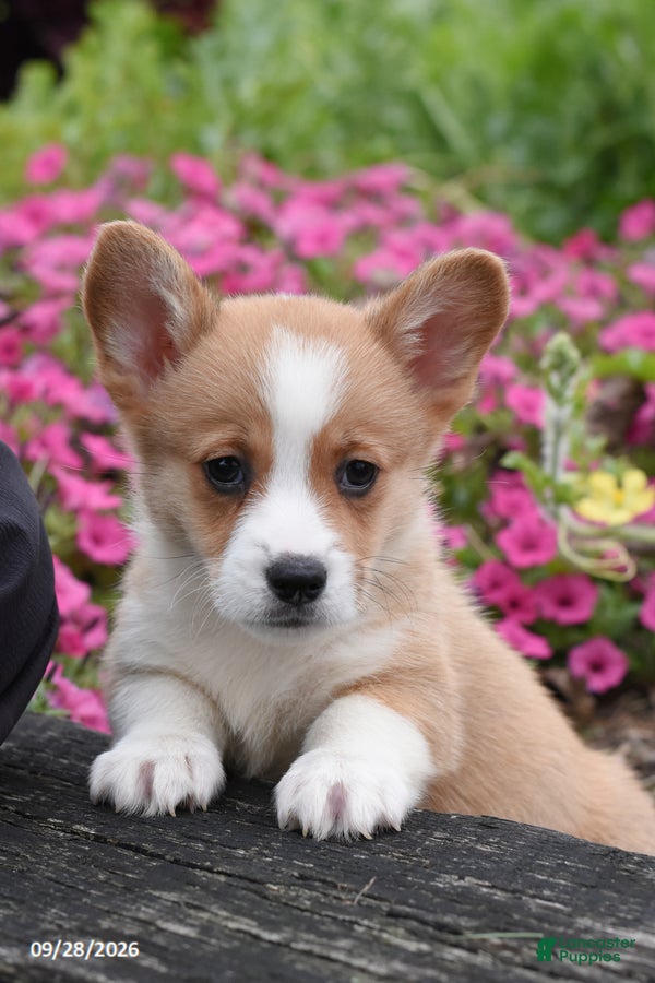 Welsh Corgi Pembroke dogs Austin - Ad 1