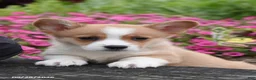 Welsh Corgi Pembroke dogs for sale: Austin - Ad 1