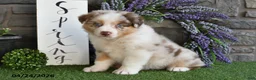 Australian Shepherd dogs for sale: Lilly Rose - Ad 3