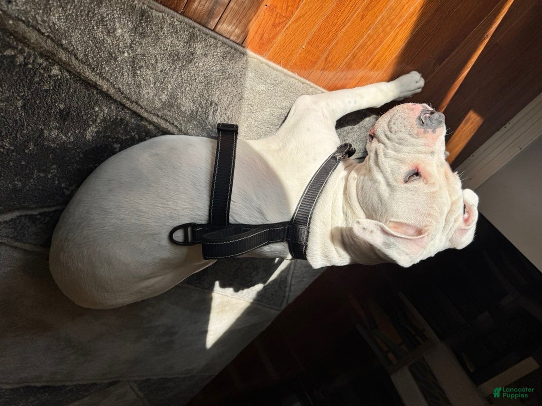 Dogo Argentino dogs for sale: Drego - Ad 3