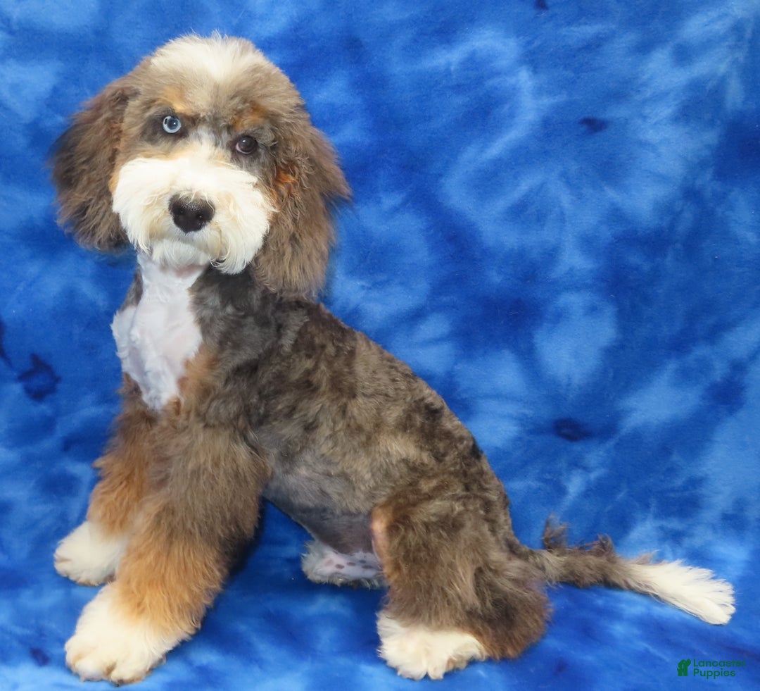 Bernedoodle dogs for sale: Bernedoodle Puppy 2 - Ad 3