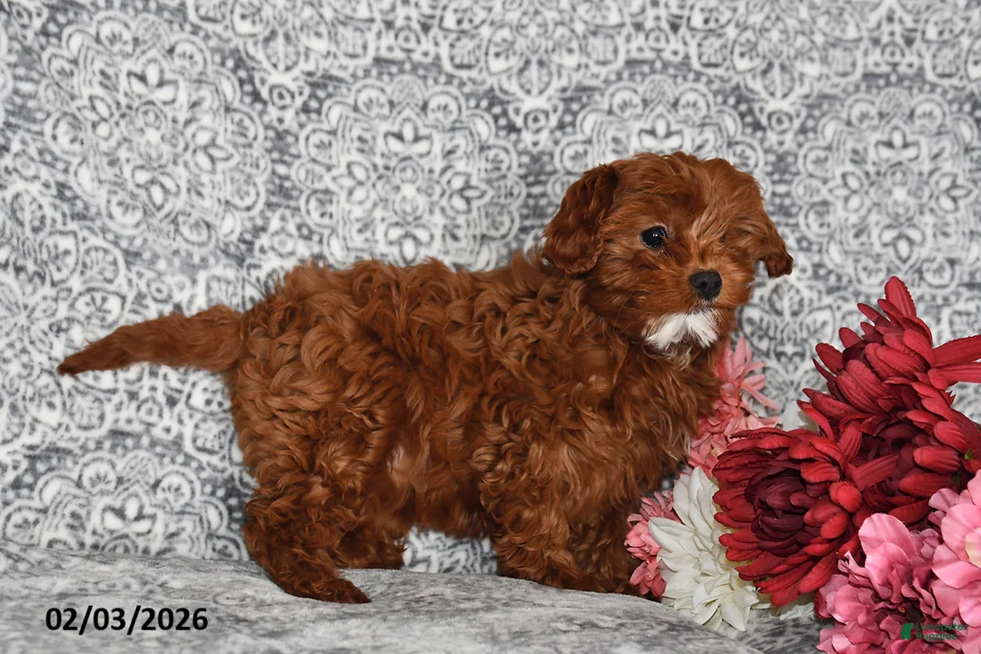 Cavapoo dogs for sale: Shelley - Ad 3