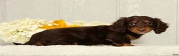 Miniature Dachshund dogs for sale: Teddy - Ad 4