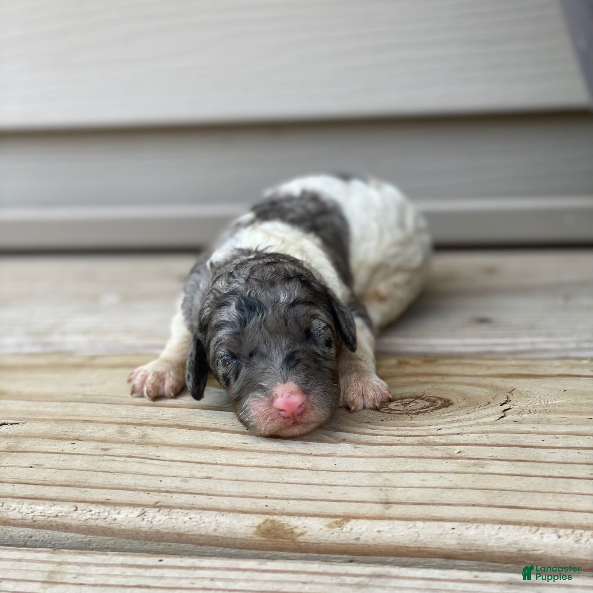 Standard Poodle dogs Storm - Ad 6