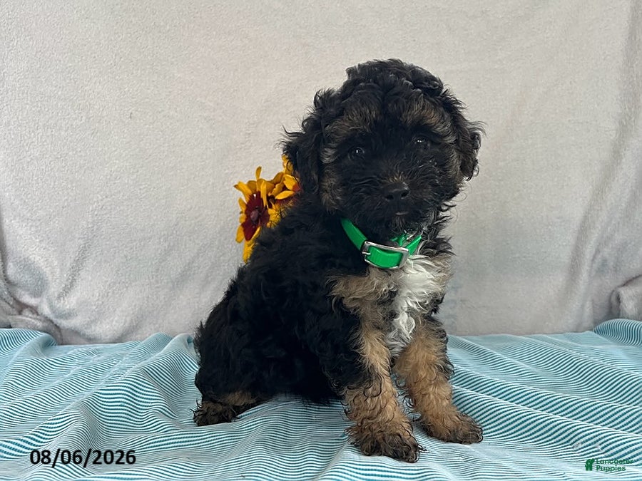 Yorkiepoo dogs Skipper - Ad 1