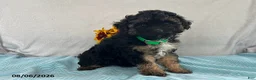Yorkiepoo dogs for sale: Skipper - Ad 1