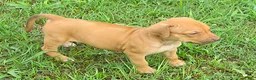 Rhodesian Ridgeback dogs for sale: Rhodesian Ridgeback 3 - Ad 4