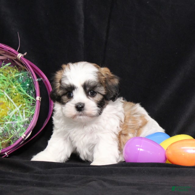 Teddy Bear dogs Irvin - Ad 1