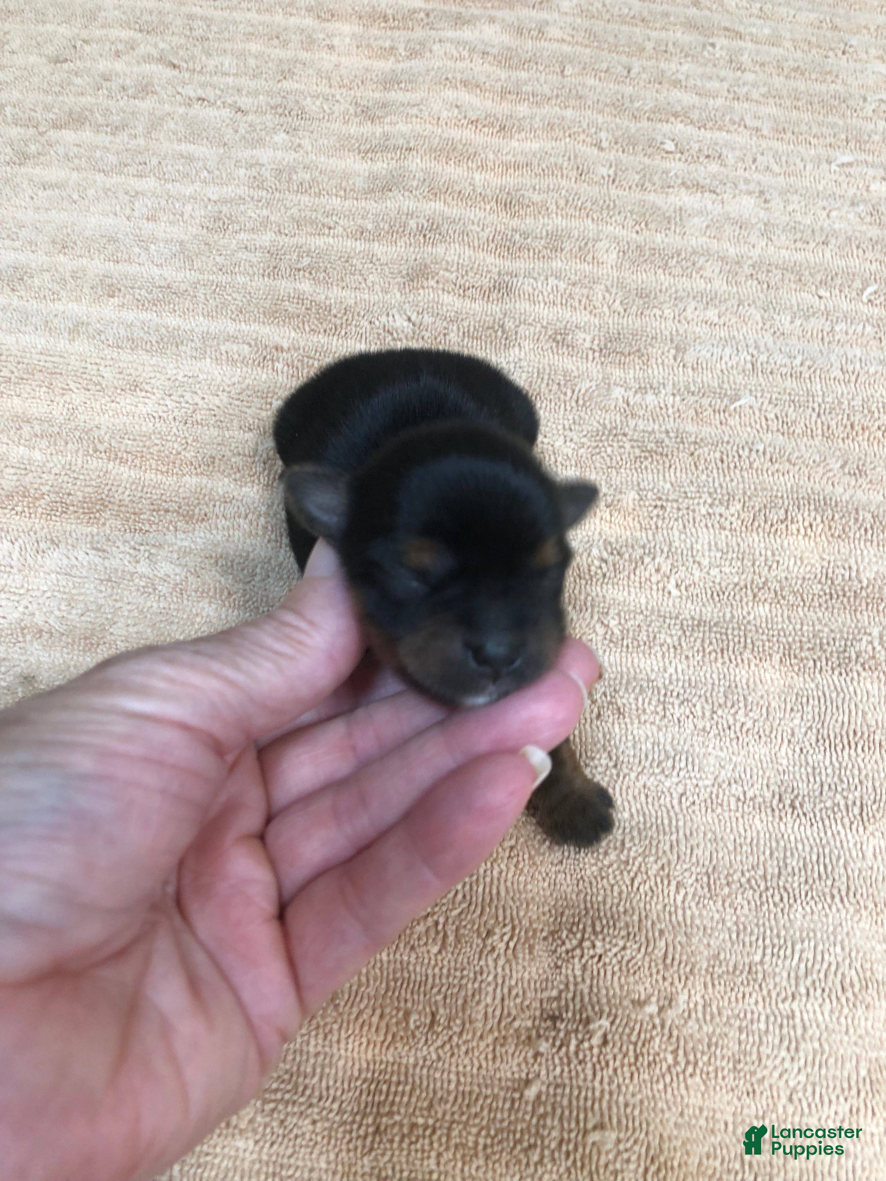 Yorkshire Terrier dogs Peyton - Ad 14
