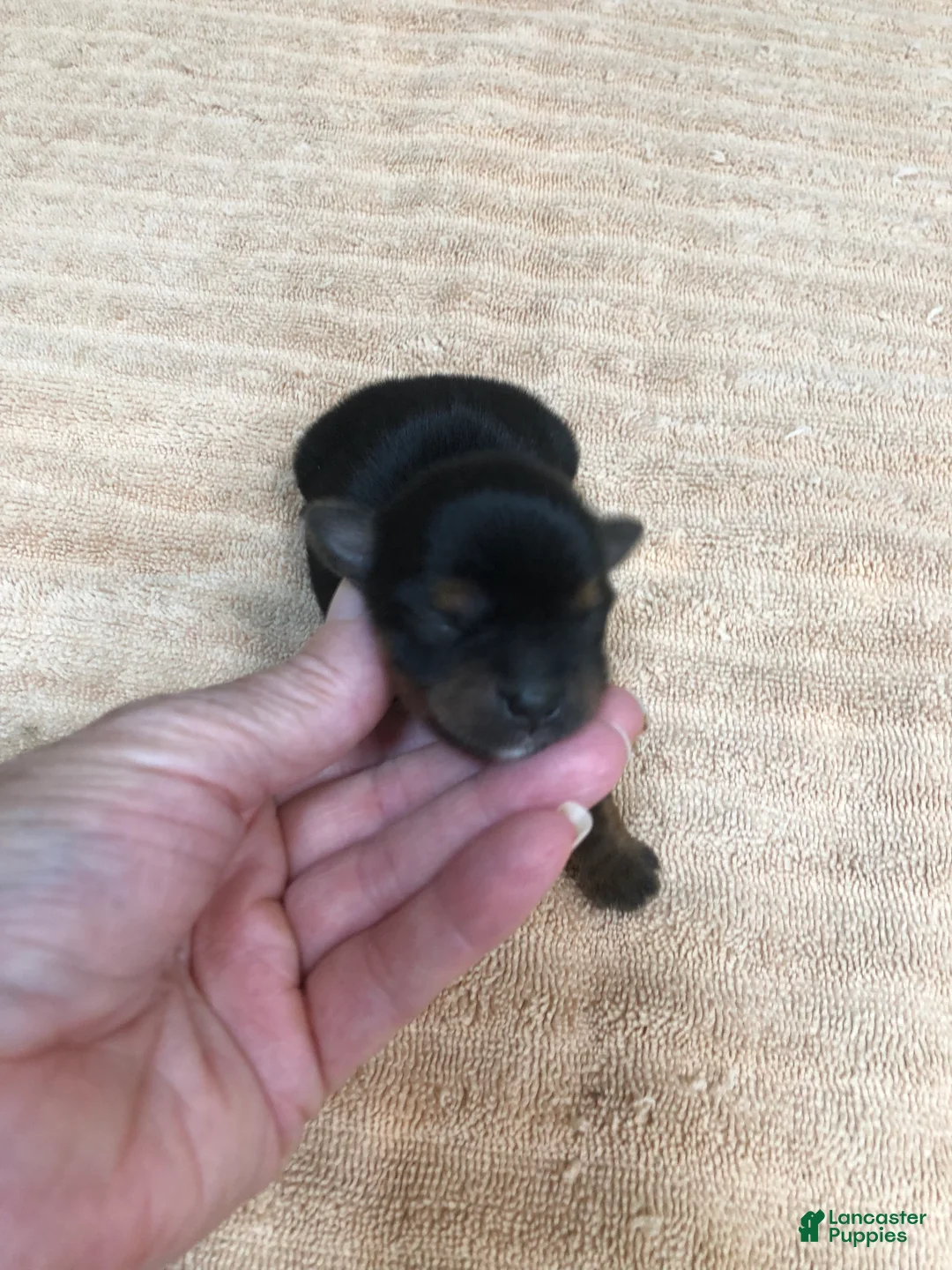Yorkshire Terrier dogs for sale: Peyton - Ad 1