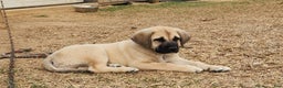 Anatolian Shepherd dogs for sale: AKC Blue M1 ASD puppy - Ad 11