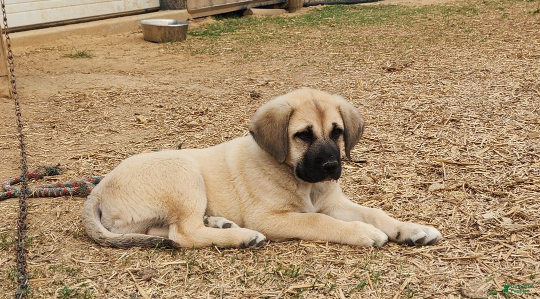 Anatolian Shepherd dogs for sale: AKC Blue M1 ASD puppy - Ad 11