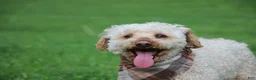 Miniature Poodle dogs for sale: Chief - Ad 4