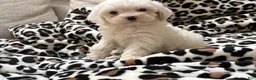 Maltipoo dogs for sale: Magnolia  - Ad 6