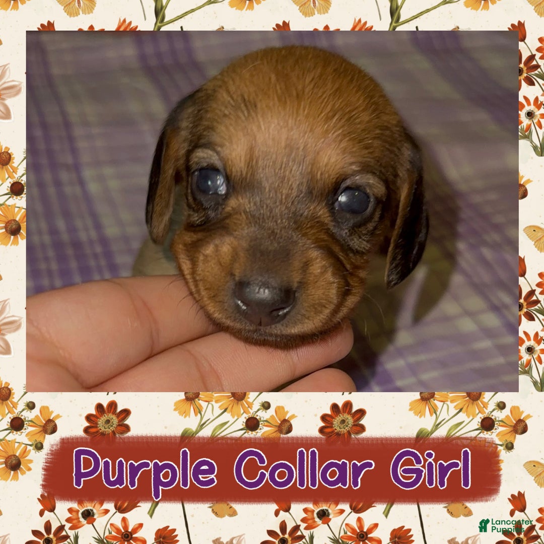 Miniature Dachshund dogs for sale: Purple Collar Girl - Ad 2