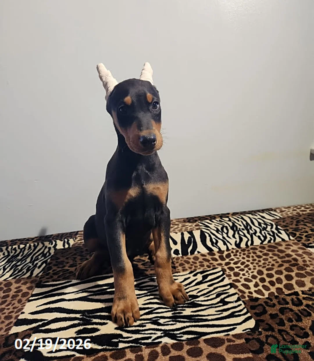 Doberman Pinscher dogs for sale: Rolex - Ad 4