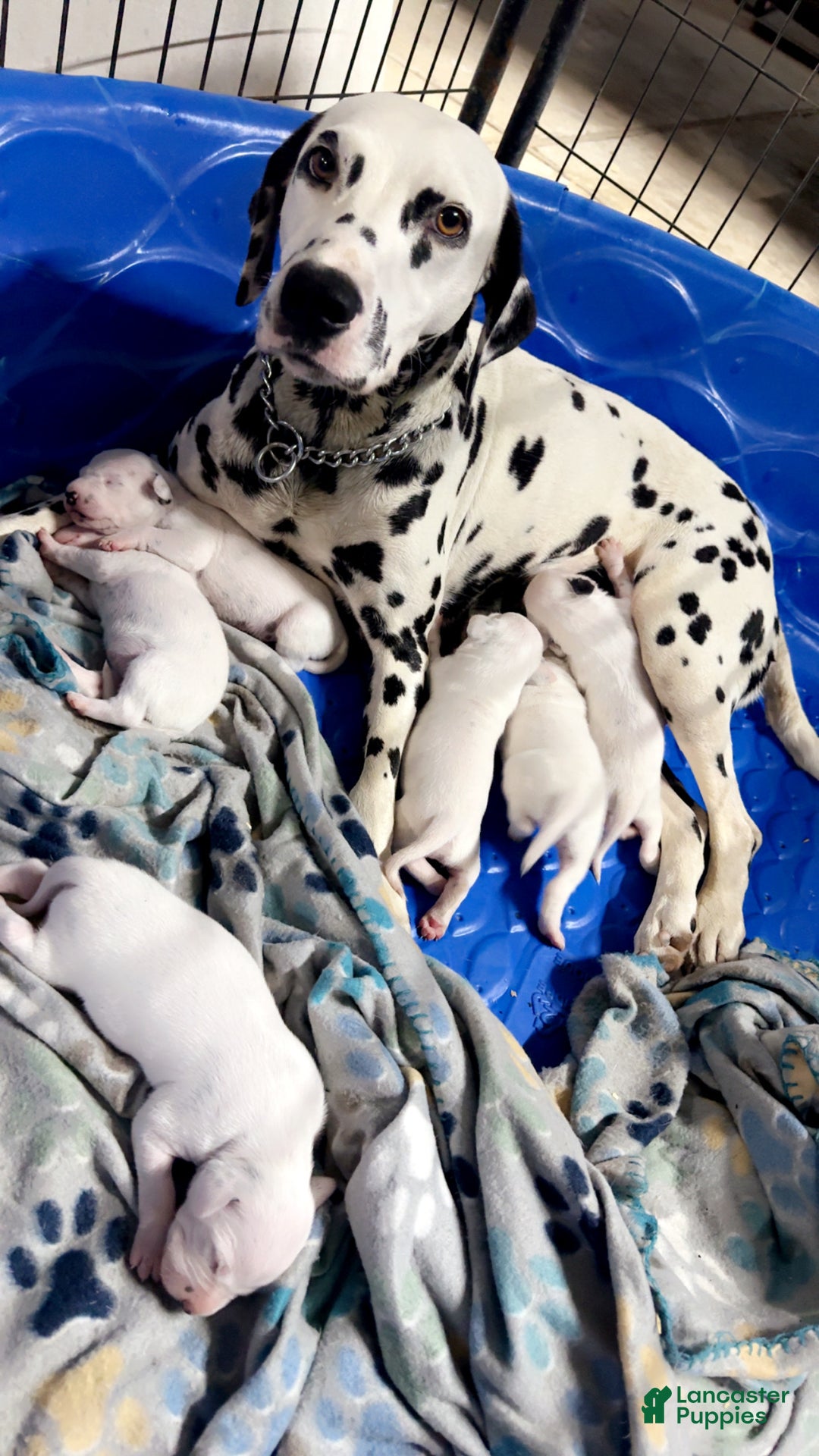 Dalmatian dogs for sale: Dalmatian Puppy Lime Green Collar - Ad 4