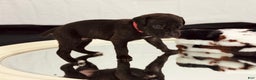 Cane Corso dogs for sale: Artemis  - Ad 1