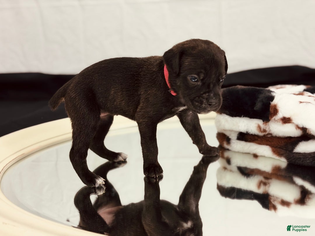 Cane Corso dogs for sale: Artemis  - Ad 1