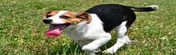 Mixed Breed dogs for sale: Willow - Ad 13