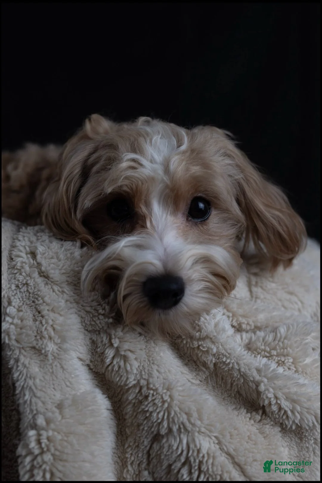Maltipoo dogs for sale: Brick - Ad 4