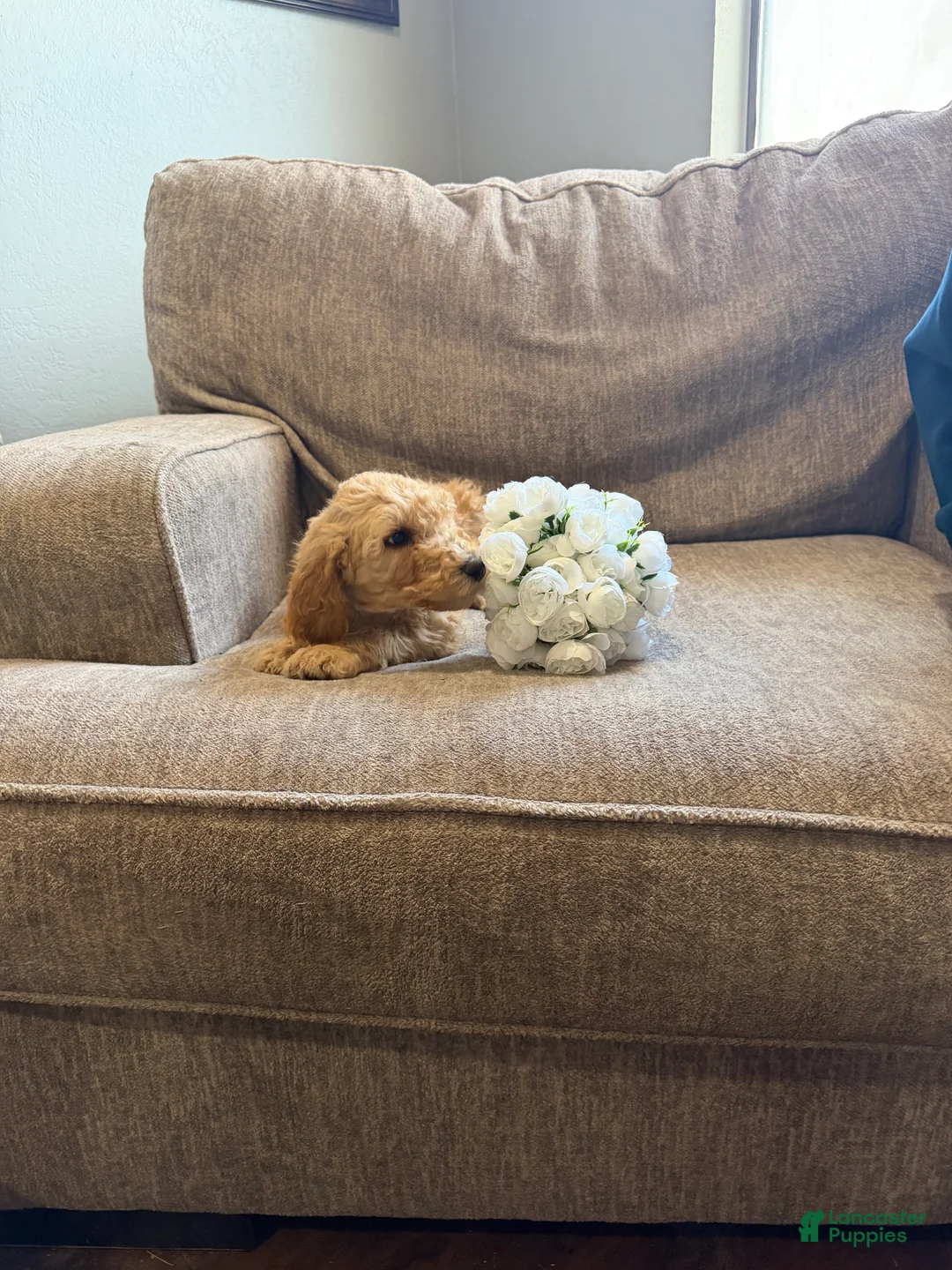 Goldendoodle dogs for sale: Blondie - Ad 4