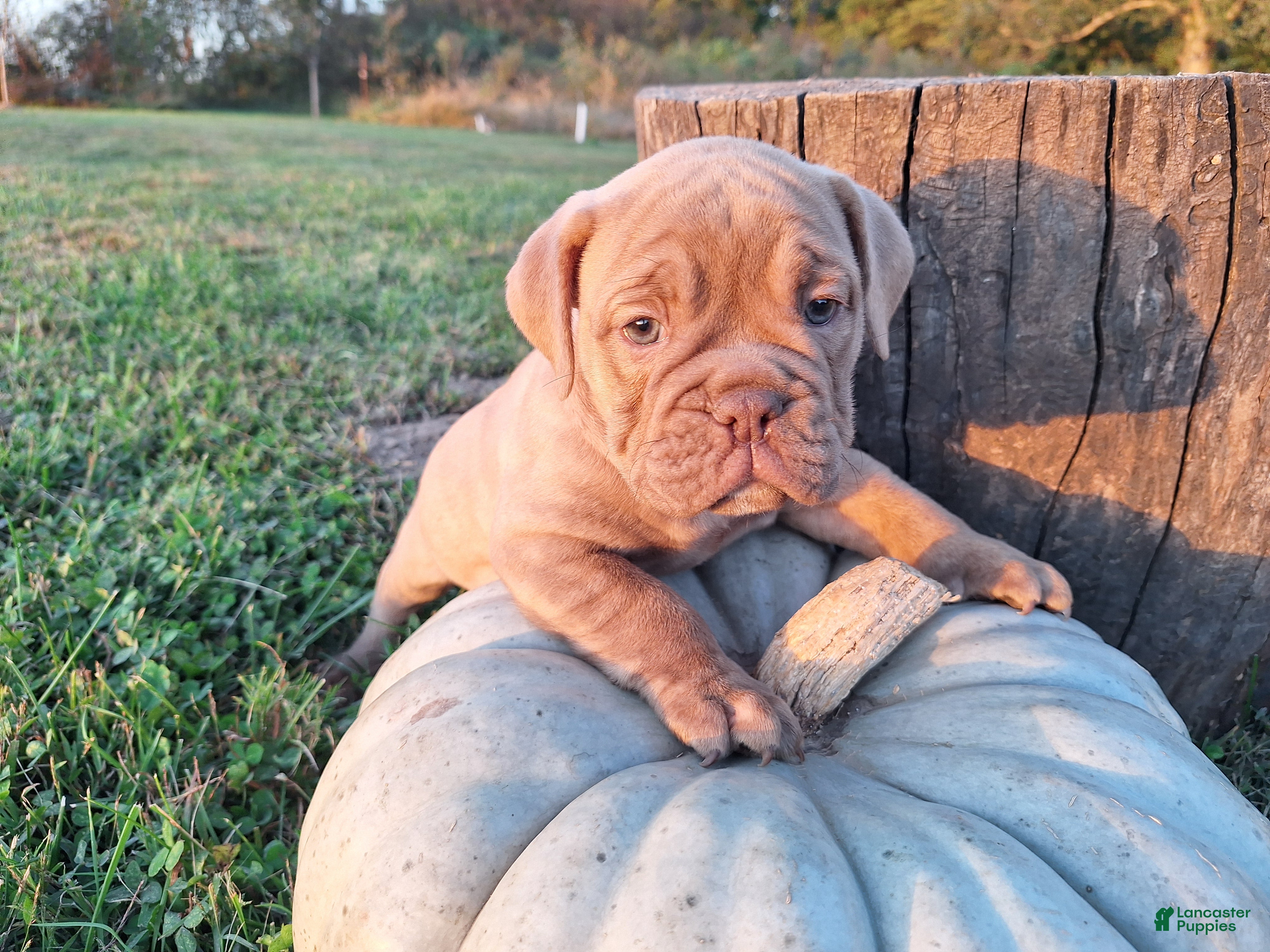 English Bulldog dogs for sale: Lily - Ad 1