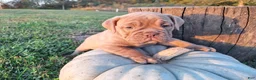 English Bulldog dogs for sale: Lily - Ad 1
