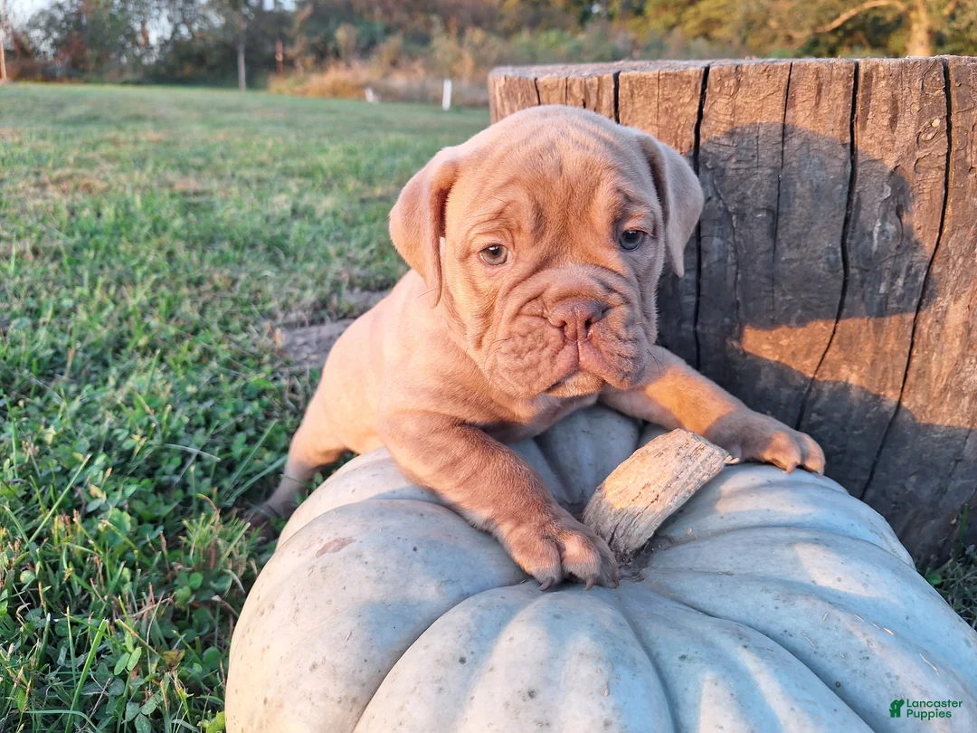 English Bulldog dogs for sale: Lily - Ad 1